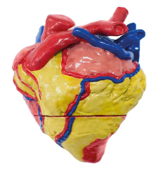 2 Part Sheep Heart Model Insert