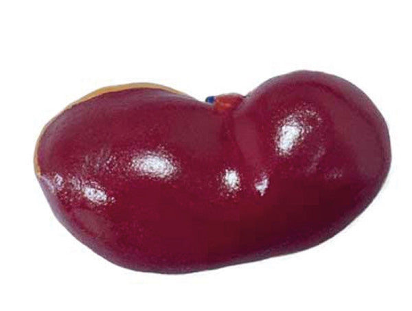 Sheep Model (12 parts, 2/3 life size)