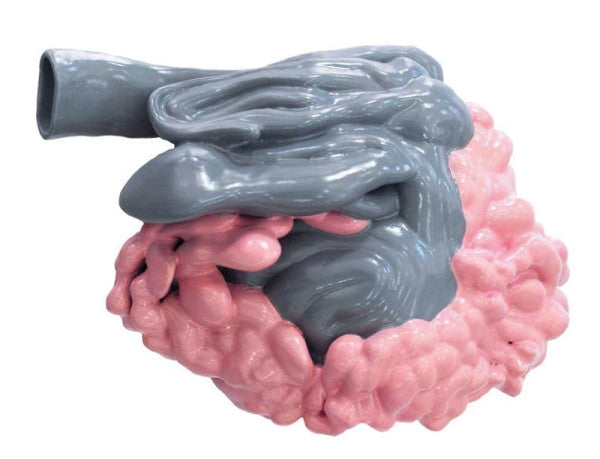 Left Lateral View Of Sheep Intestine Model