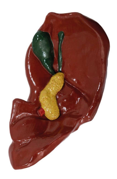 Sheep Liver Training Model - AnatomyStuff