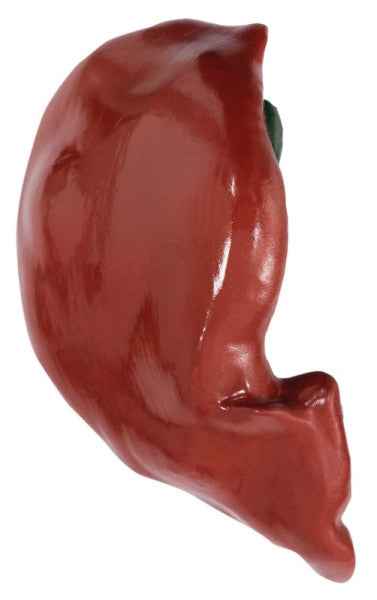 Sheep Model (12 parts, 2/3 life size)