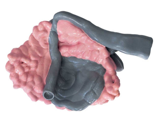 Sheeps Small Intestine Training Model Insert