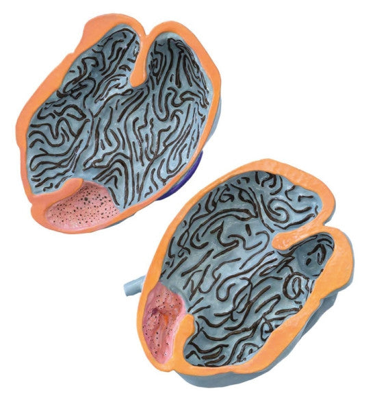 Internal Cross Section View of Sheeps Stomach