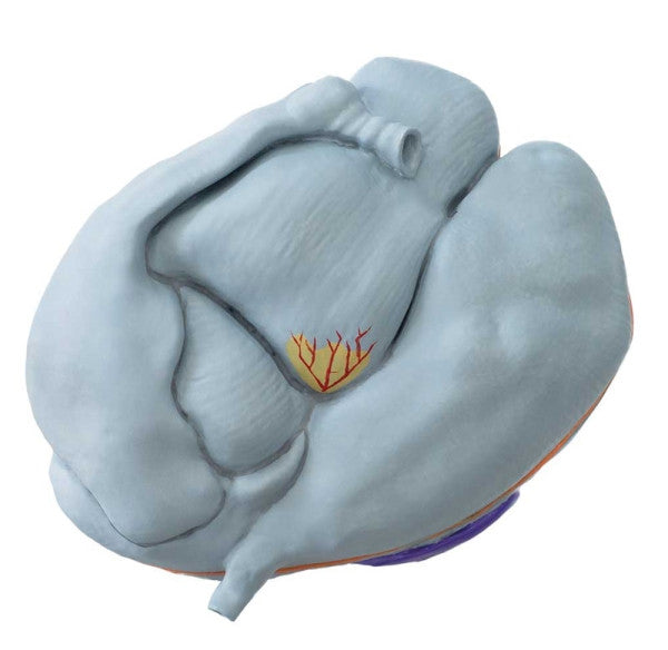 Sheep Stomach Model Insert