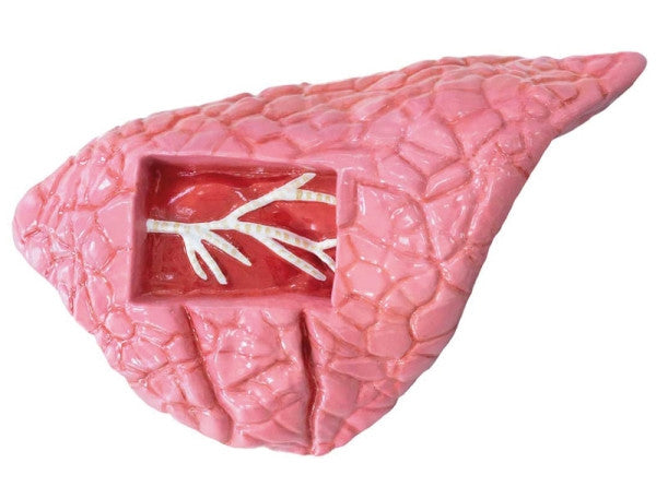 Erler Zimmer Internal Organ Of Sheep Model