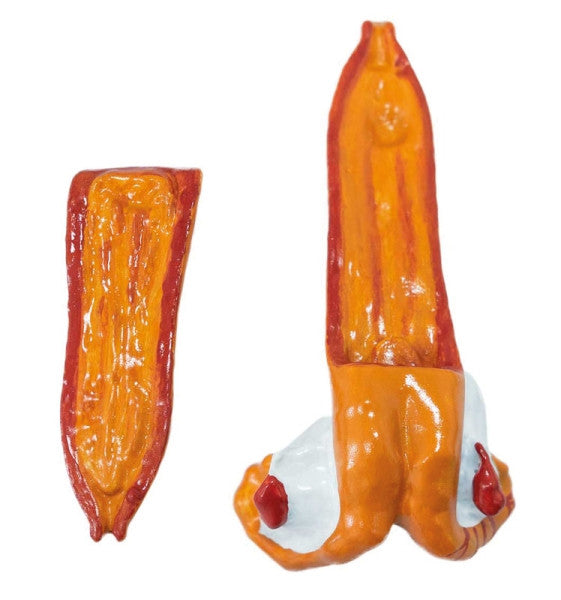 Sheep Uterus - 2 Parts