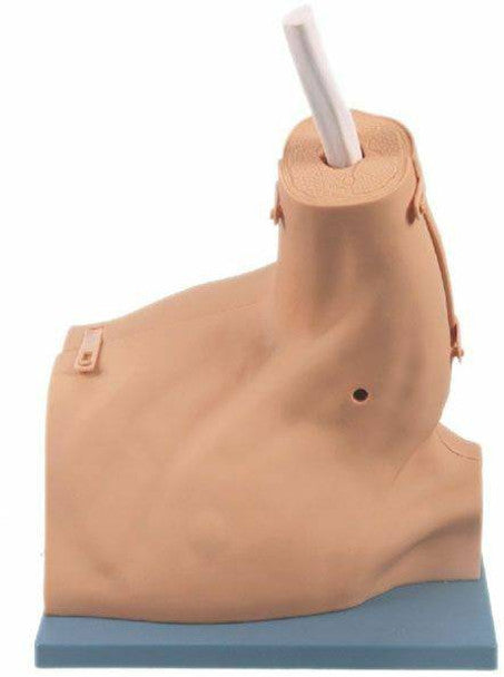 Shoulder Arthroscopy Model