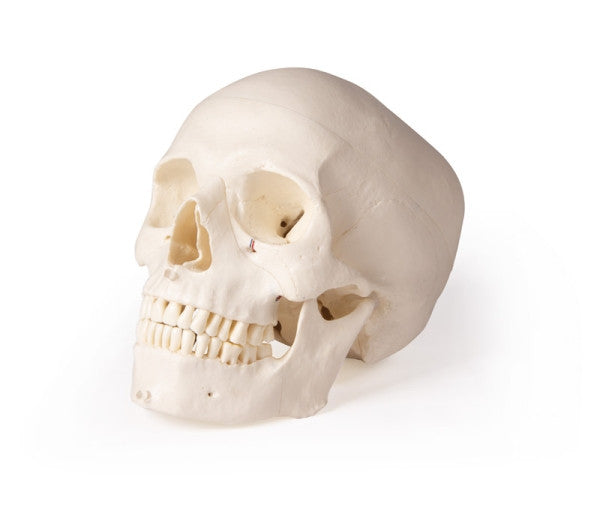 Skull Model for Dentistry and Oral Surgery Training (5 Parts)