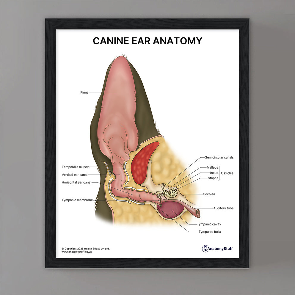 Canine Ear Anatomy Print (Small 20 x 25 cm)