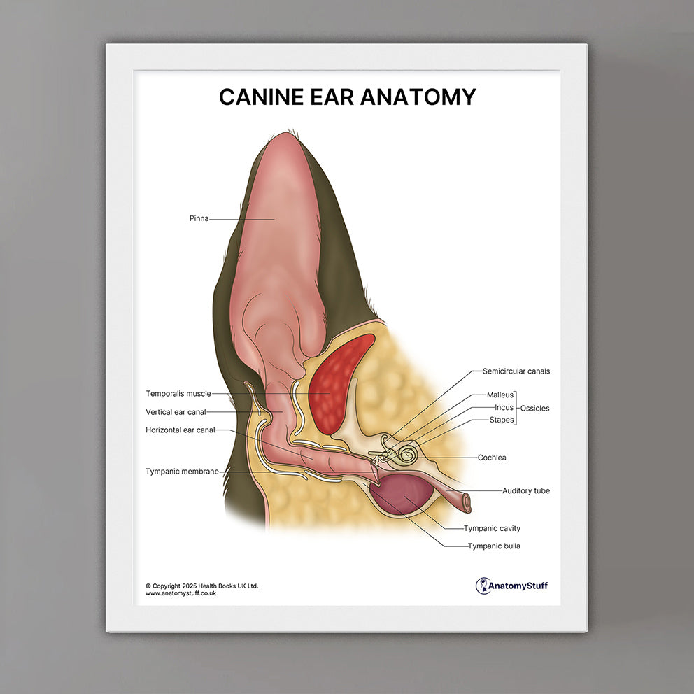 Canine Ear Anatomy Print (Small 20 x 25 cm)