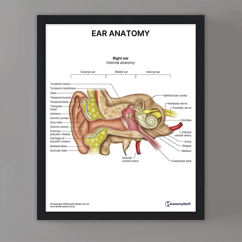 Ear Anatomy Print (Small 20 x 25 cm)