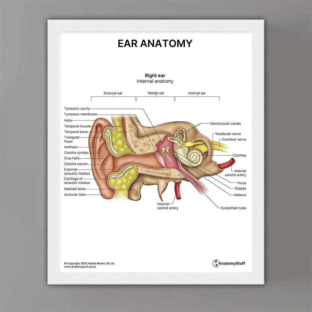 Ear Anatomy Print (Small 20 x 25 cm)