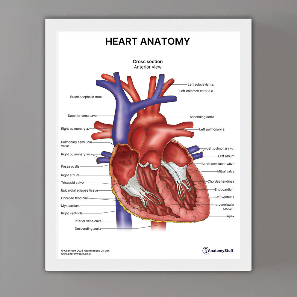 Heart Anatomy Print (Small 20 x 25 cm)