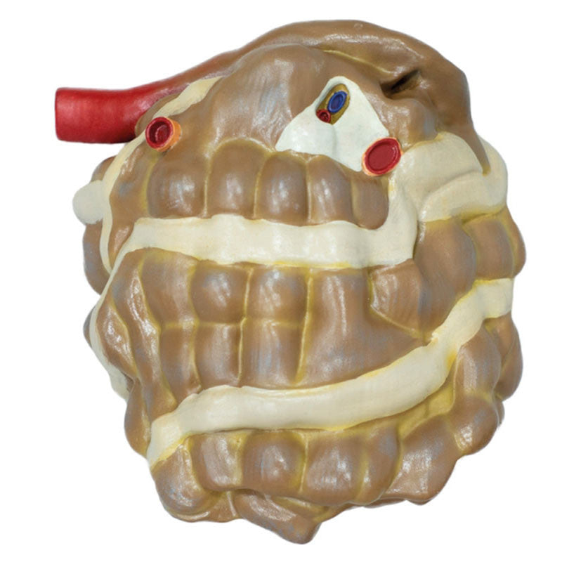 Pig Model (20 parts, 1/2 life size)