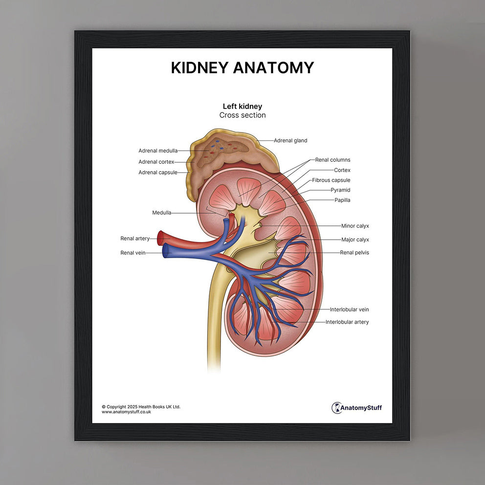 Kidney Anatomy Print (Small 20 x 25 cm)