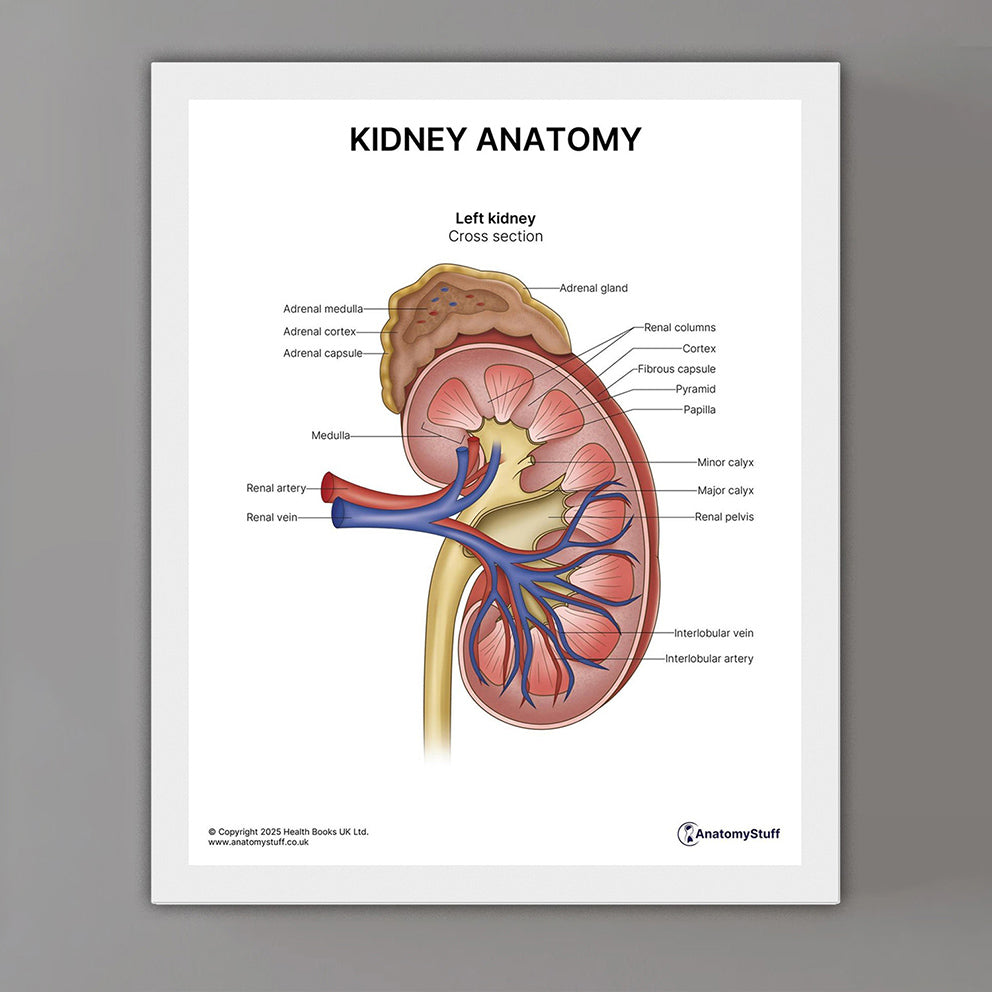 Kidney Anatomy Print (Small 20 x 25 cm)