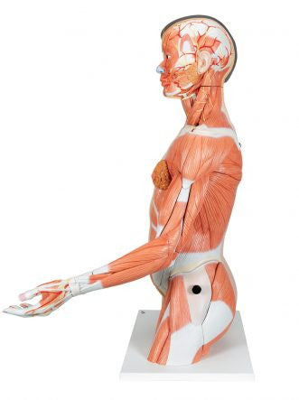 Deluxe Lifesize Asian Dual-Sex Torso Model (33 Part)