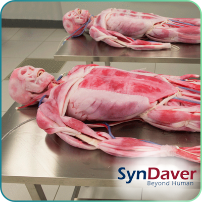 SynDaver