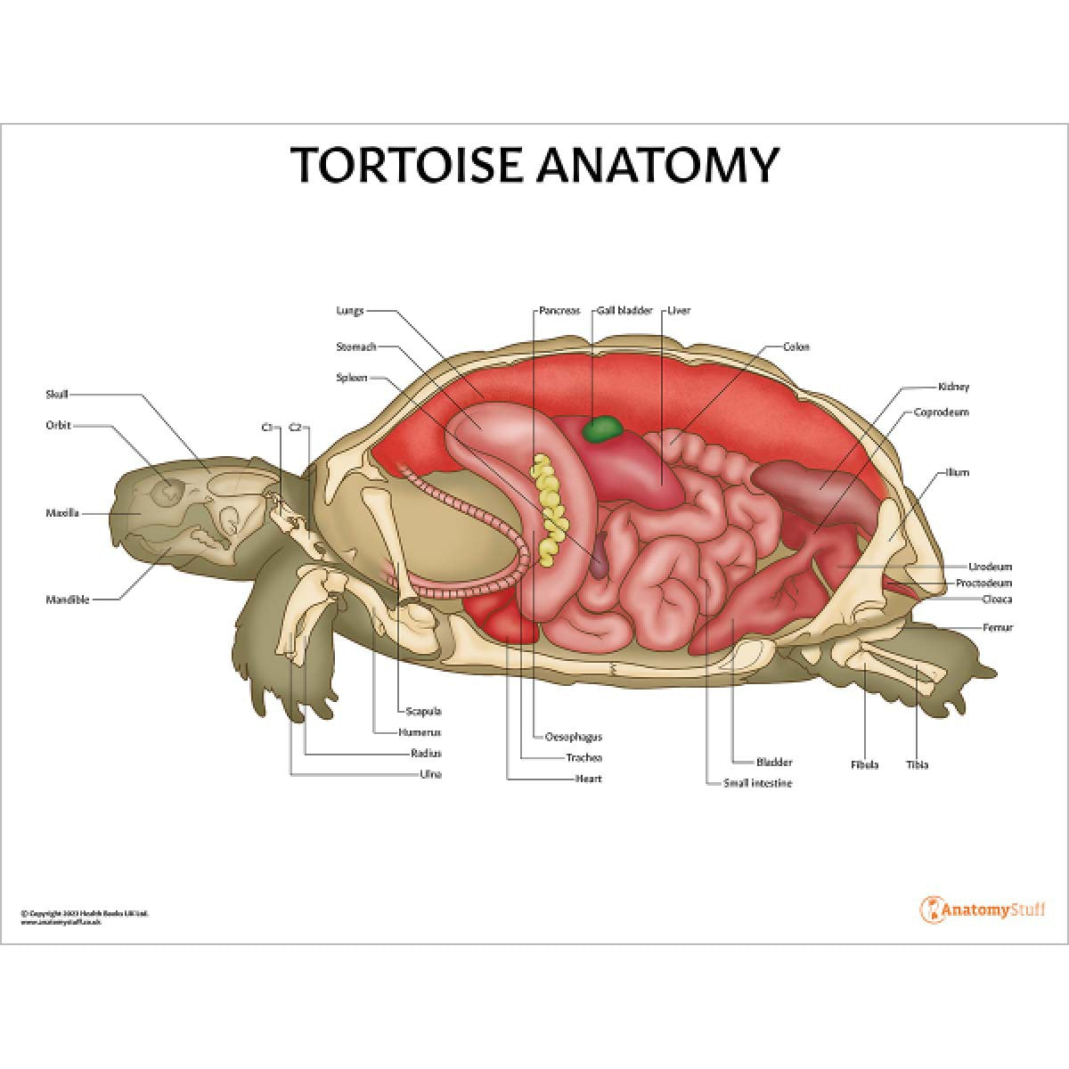 Exotic Pet Anatomy 5 Chart Collection