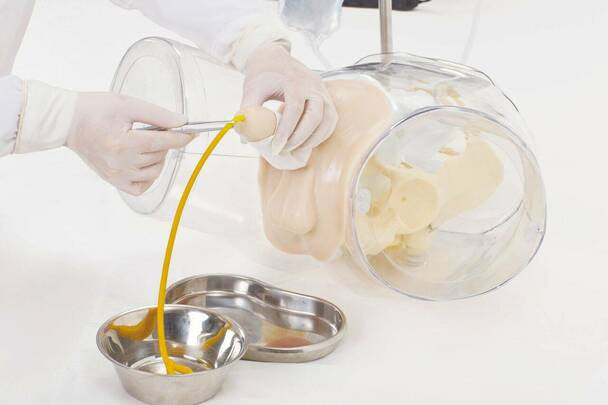 Transparent Male Catheterisation Model