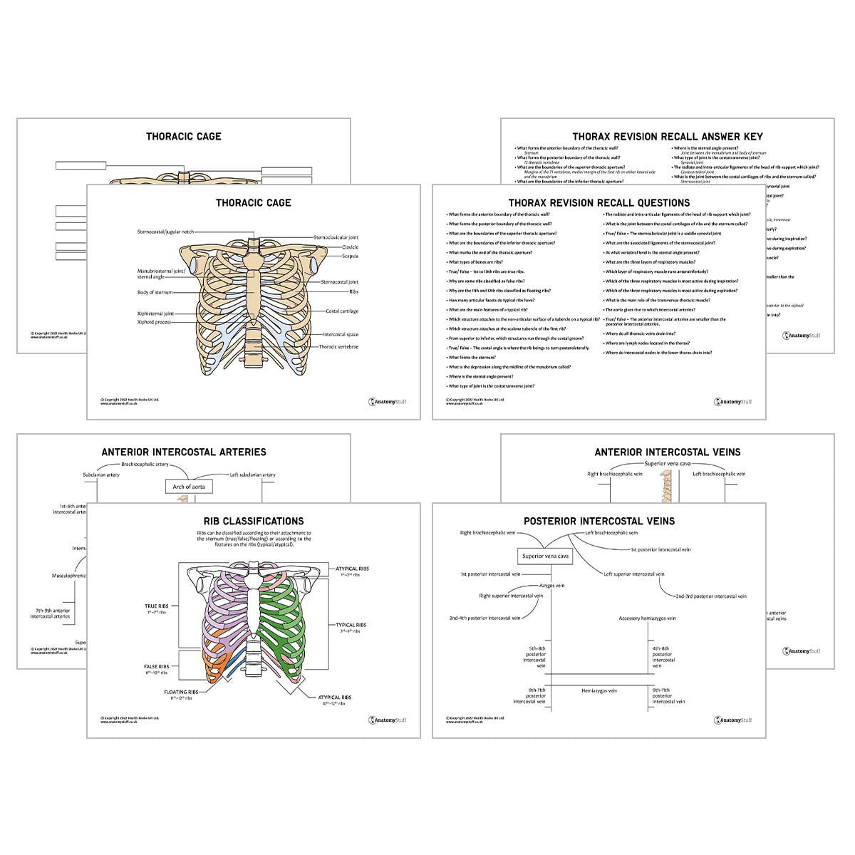 Thorax Anatomy Revision Worksheets
