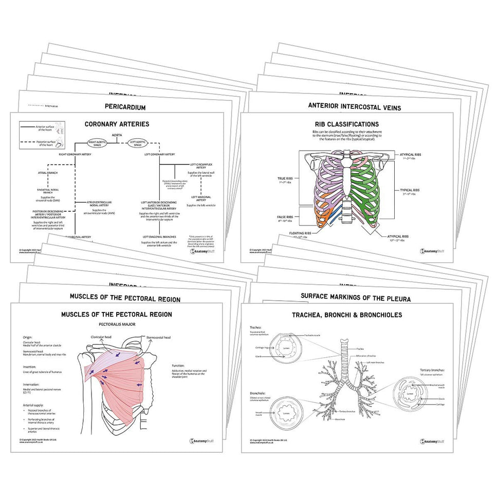 Thorax Anatomy Revision Pack (Interactive & Printable PDFs)