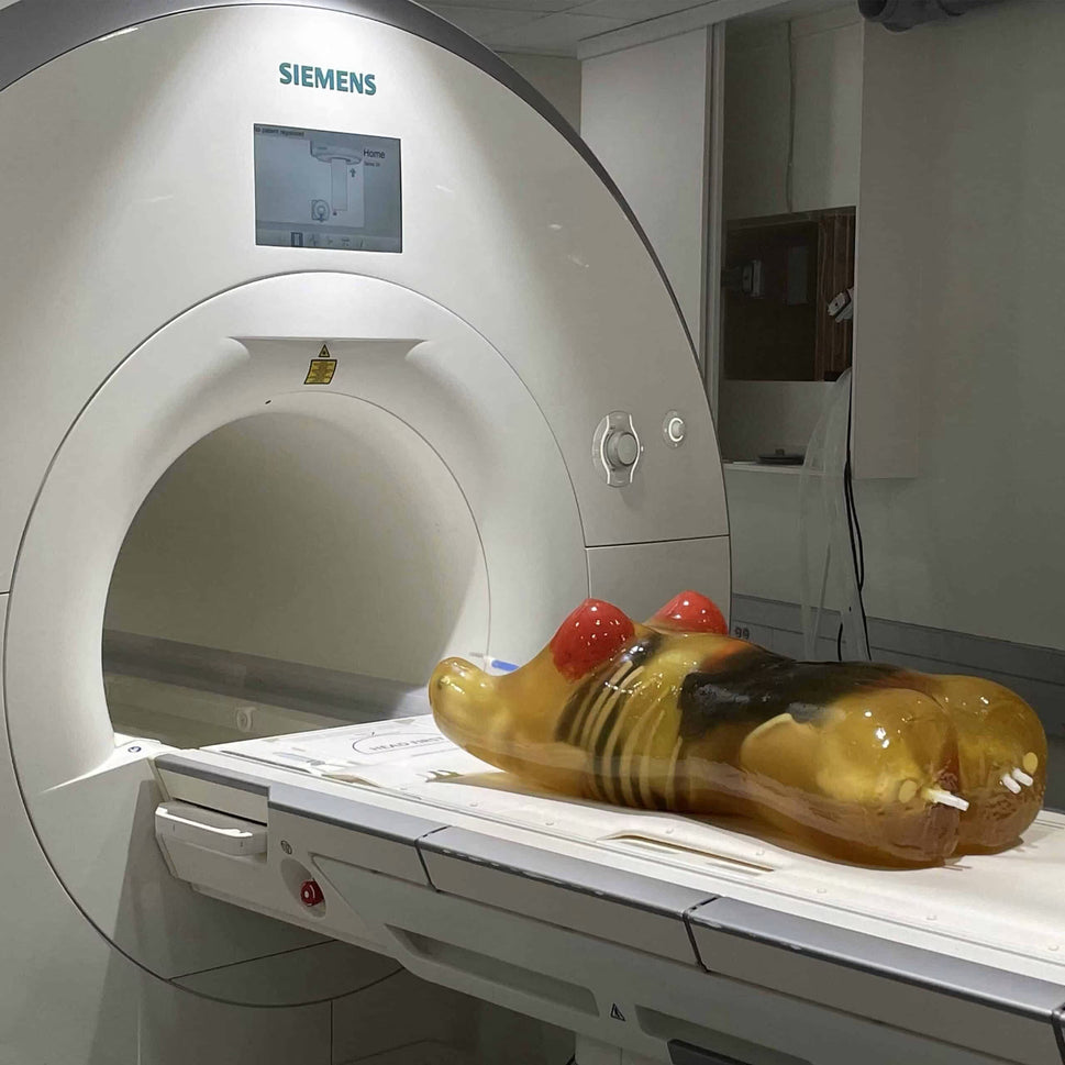 Adult Female Torso Phantom for X-Ray CT, MRI