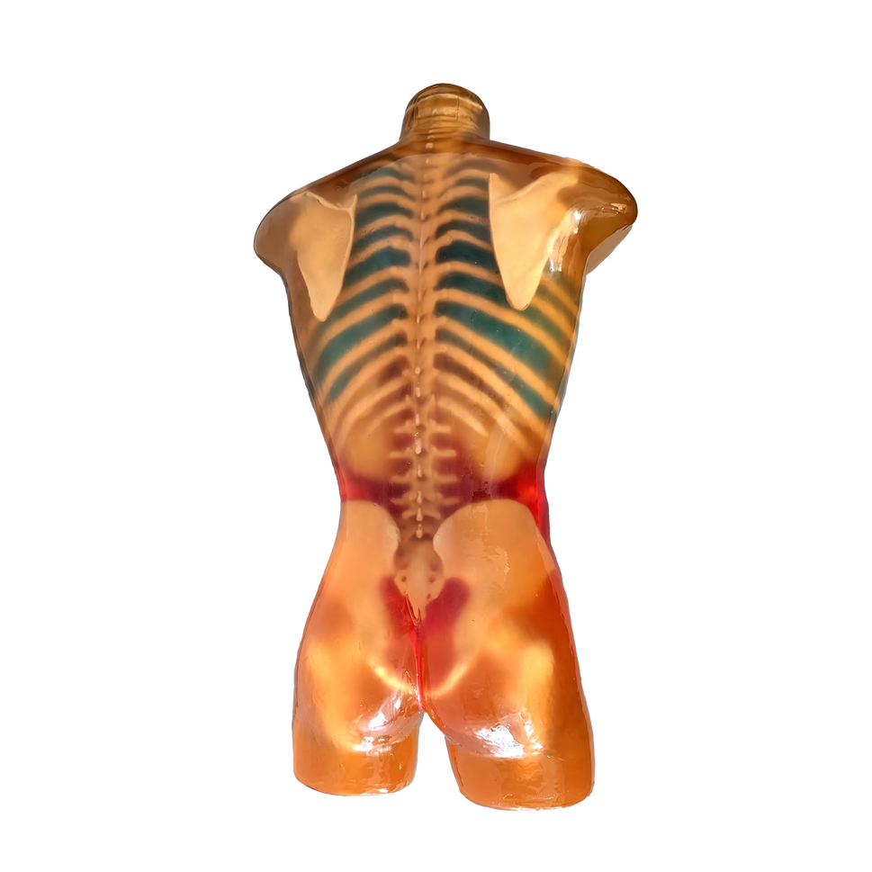 Adult Torso Phantom for X-Ray CT, MRI