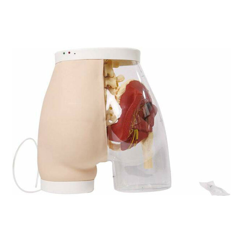 Transparent Intramuscular Injection Model