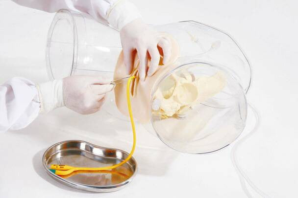Transparent Female Catheterisation Model