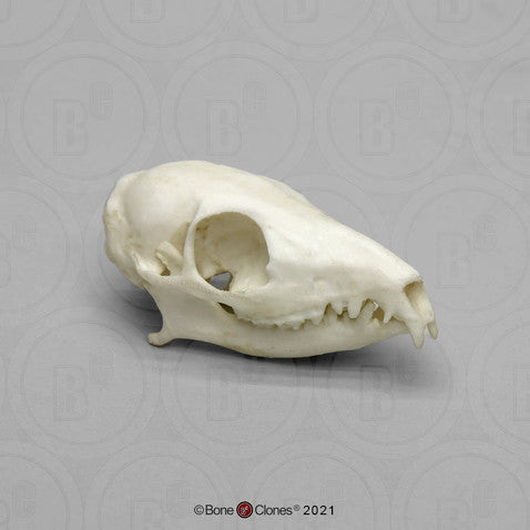 Bone Clones Small Mammal Skulls