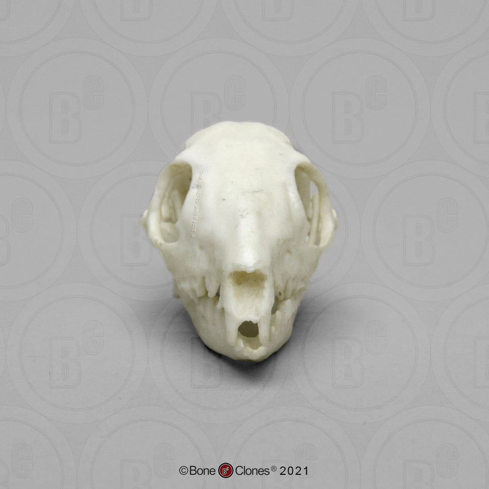 Bone Clones Small Mammal Skulls