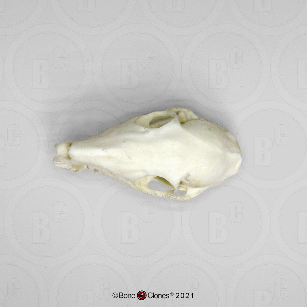 Superior View of the Tree Shrew Skull Model