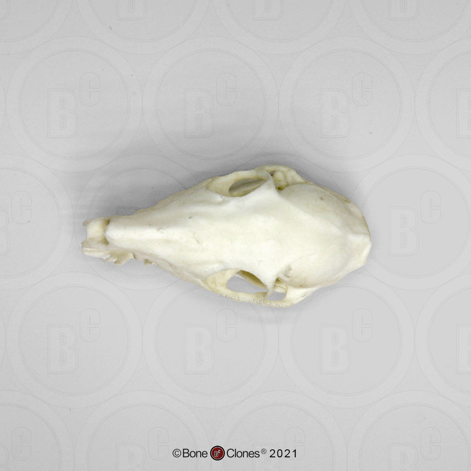 Bone Clones Small Mammal Skulls