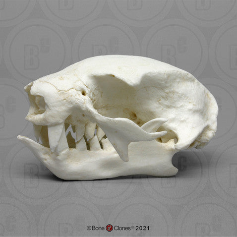 Bone Clones Small Mammal Skulls