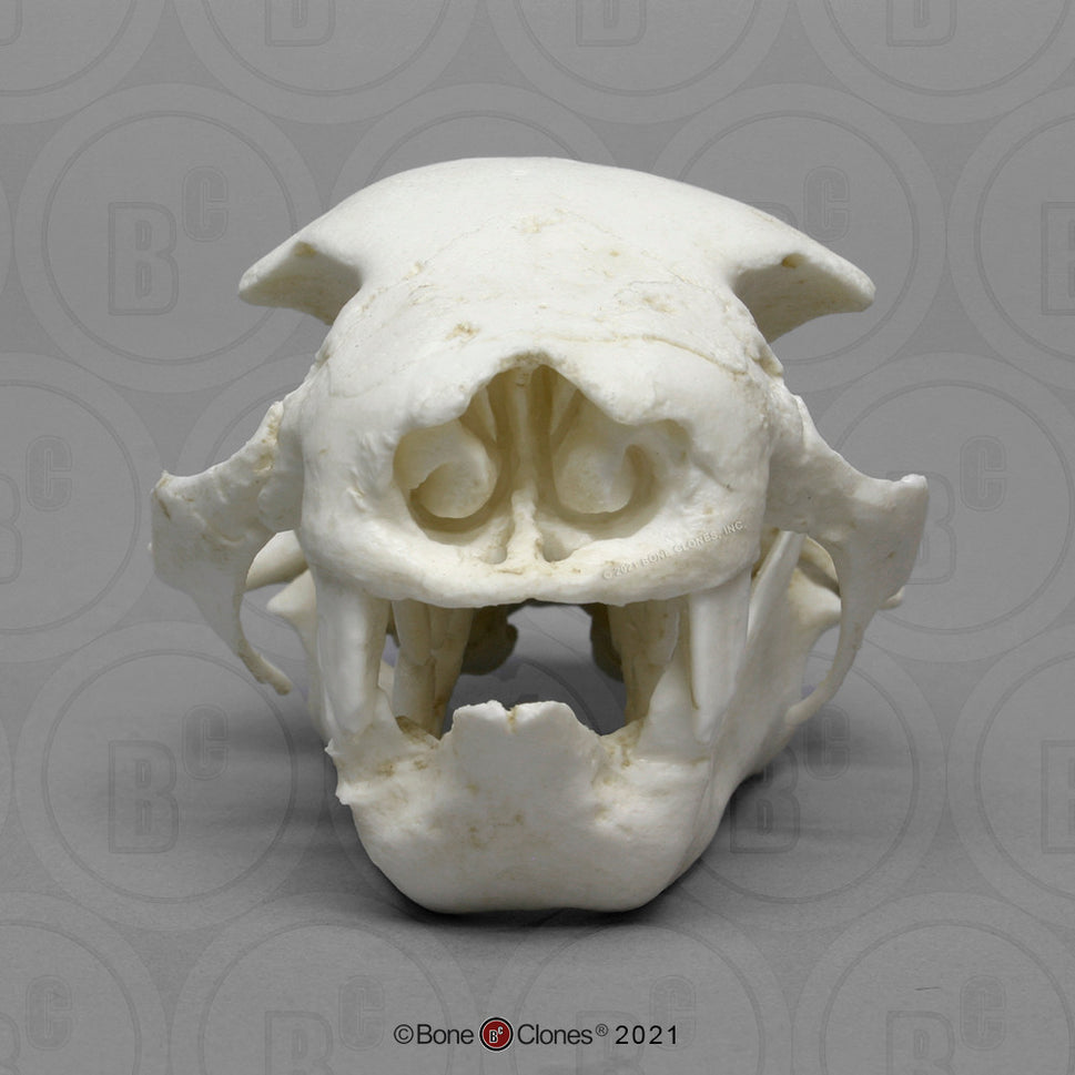 Bone Clones Small Mammal Skulls
