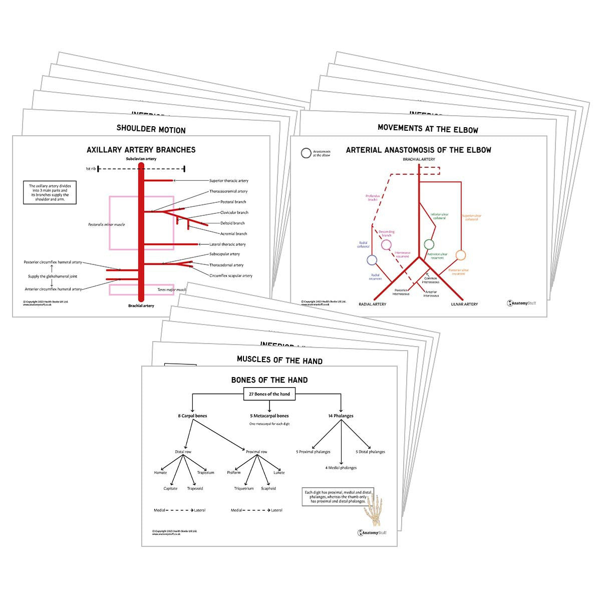 Upper Limb Anatomy Revision Pack