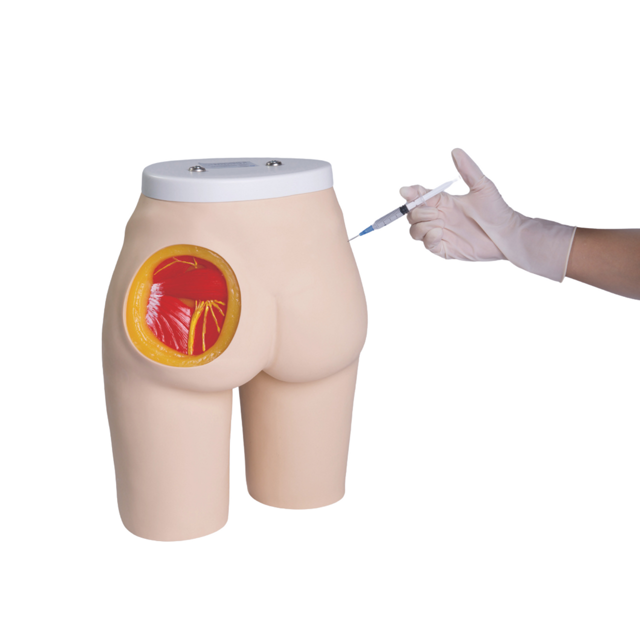 Buttock Injection Model (With Muscles)