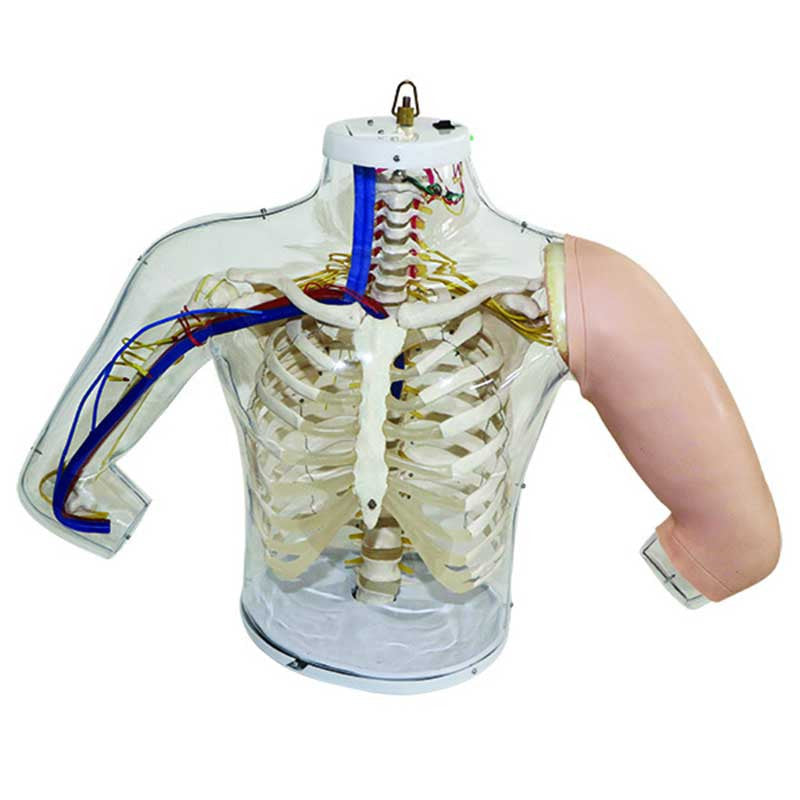 Upper Arm Intramuscular Injection Simulator (Transparent)