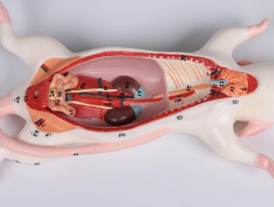 Life-size Rat Dissection Model