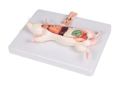 Life-size Rat Dissection Model