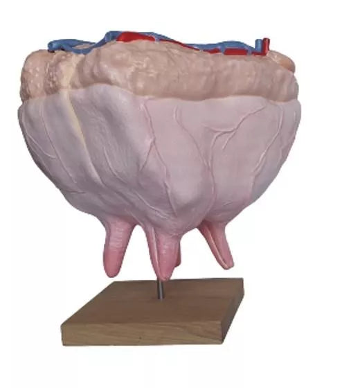 Cow Udder Anatomy Model