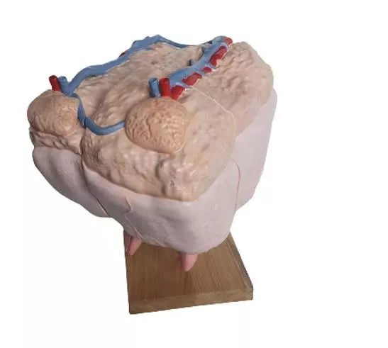 Cow Udder Anatomy Model