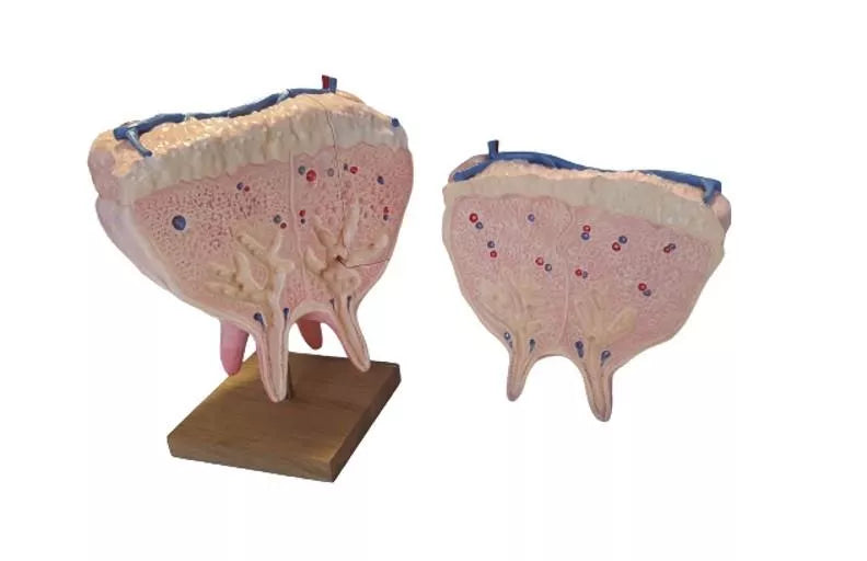 Cow Udder Anatomy Model