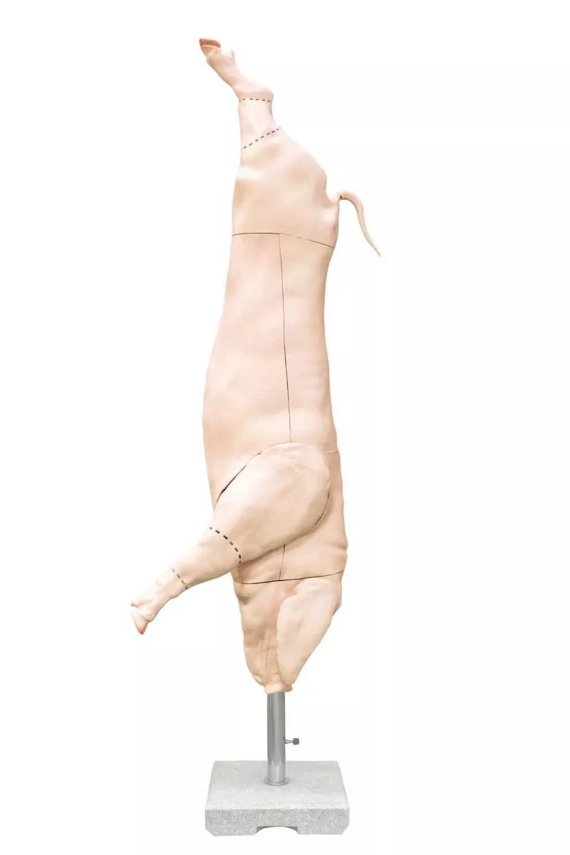 Pork (Pig) Carcass Model, Natural Size
