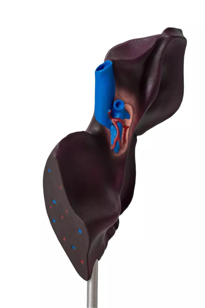 Comparative Model of the Liver Structure of Pig, Bovine, Equine
