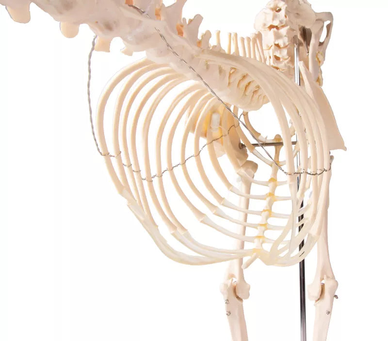 Canine Skeleton Model