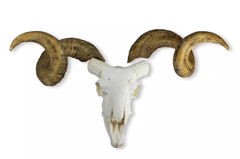 Replica Skull and Horn Merino Sheep Ram (Ovis aries)