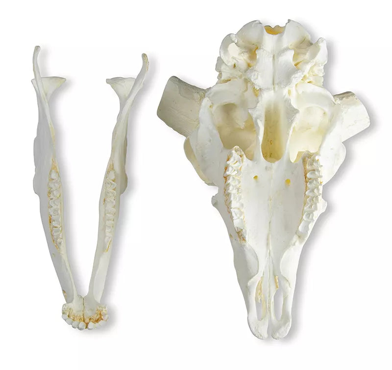 Replica Skull and Horn Merino Sheep Ram (Ovis aries)