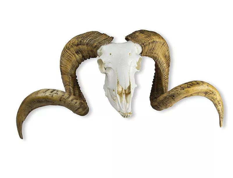 Replica Skull and Horn Merino Sheep Ram (Ovis aries)
